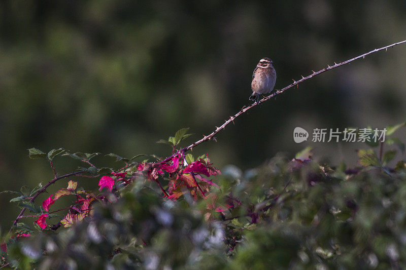 Whinchat (saxicola rubetra)